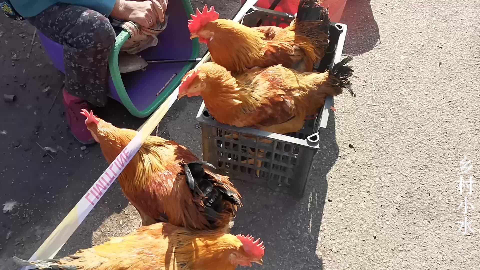 云南曲靖农村集市,农民沿着公路卖土鸡,真正的好食材