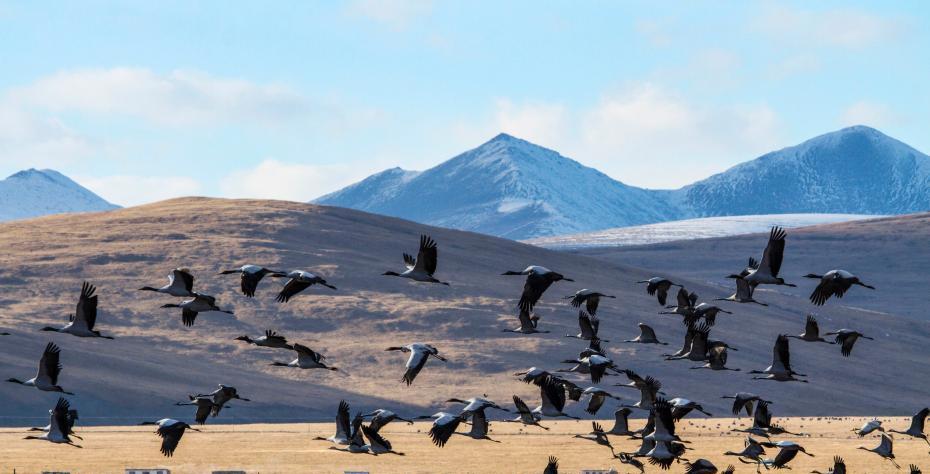 往年4月至6月迁徙至青海玉树州称多县嘉塘草原的黑