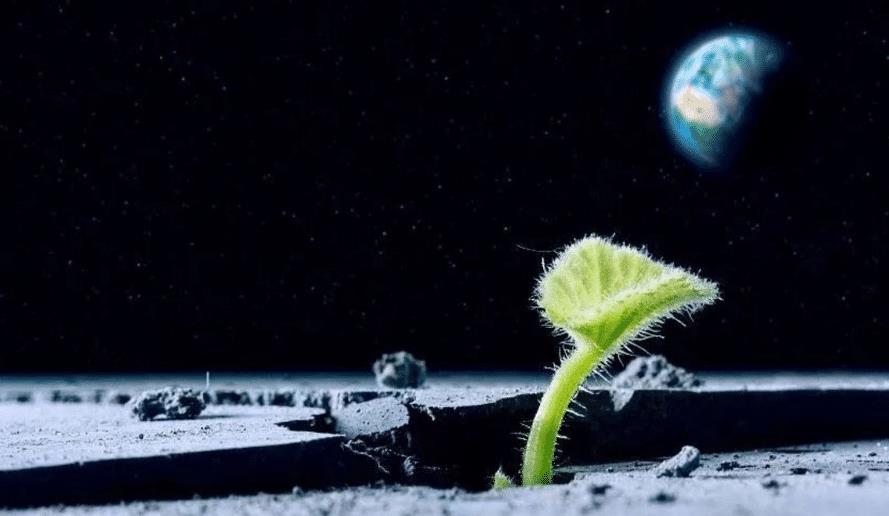 月球能种棉花了月球首次出现"地外生命",嫦娥4号功不可没