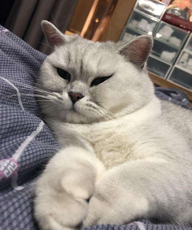 呆萌银渐层 英国短毛猫中的代表