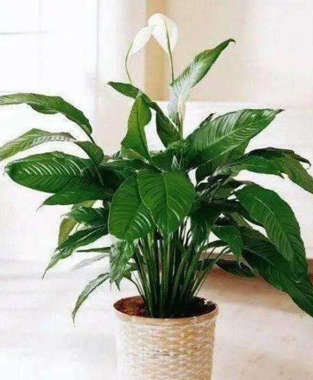 蟹爪兰:因为它通常花在圣诞节的开花的植物,这也是是一种比较耐阴的