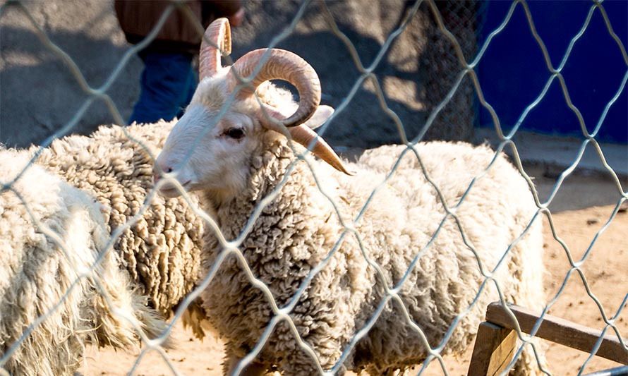 河北武安:四角羊现身动物园,成活率在百万分之一