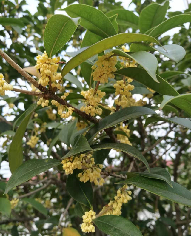 養了十年的桂花樹為什麼不開花?難不成真的是公桂?