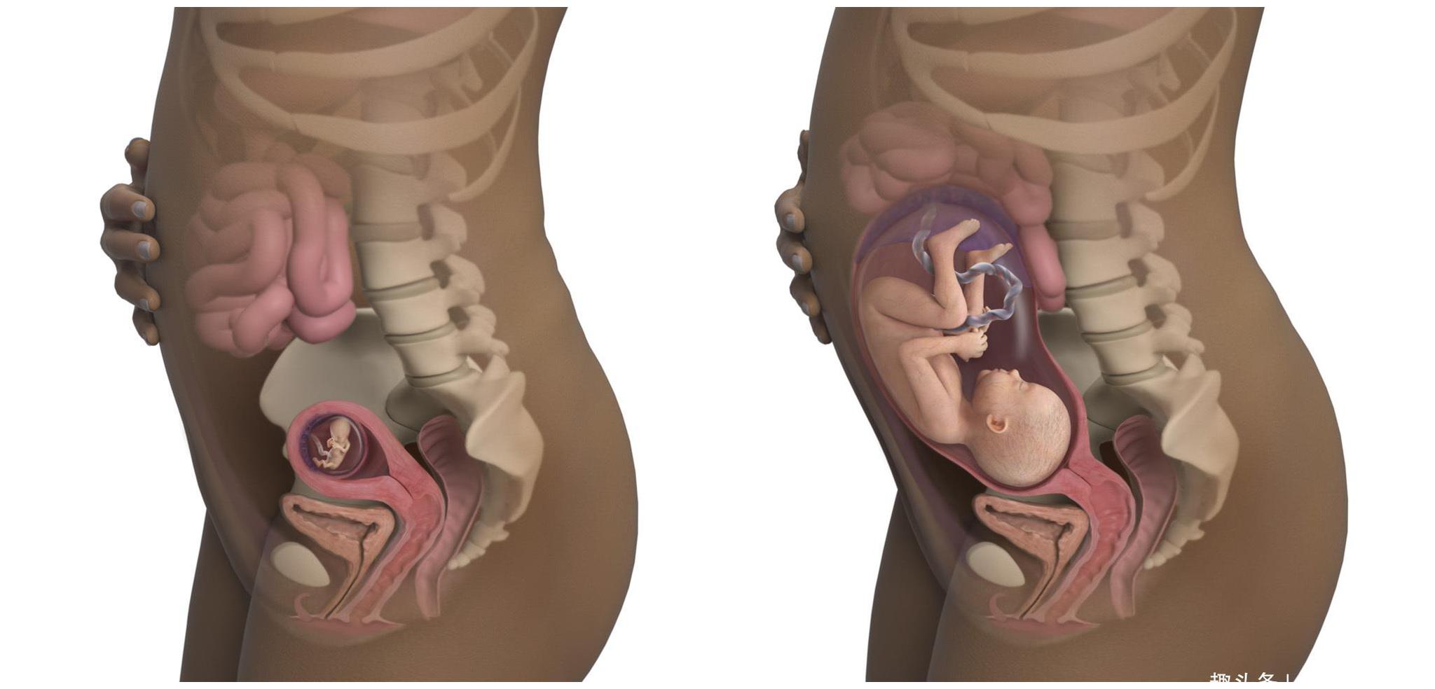 好孕爸日记67孕早期产检的胎盘前置状态不需要过分担心