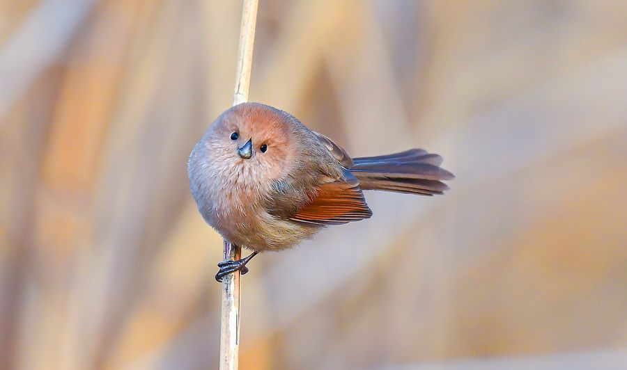 芦苇丛中圆滚滚的小呆萌棕头鸦雀_高清图集_新浪网