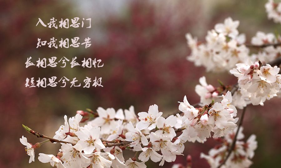 相思树底说相思,思郎恨郎郎不知