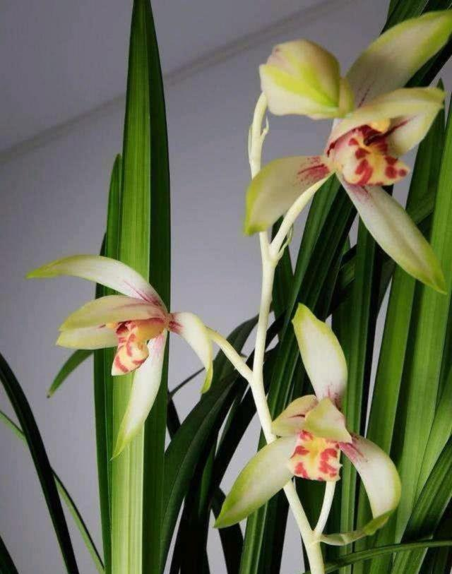 呀!终于明白建兰的花芽是这样分化的|花芽|建兰|叶芽