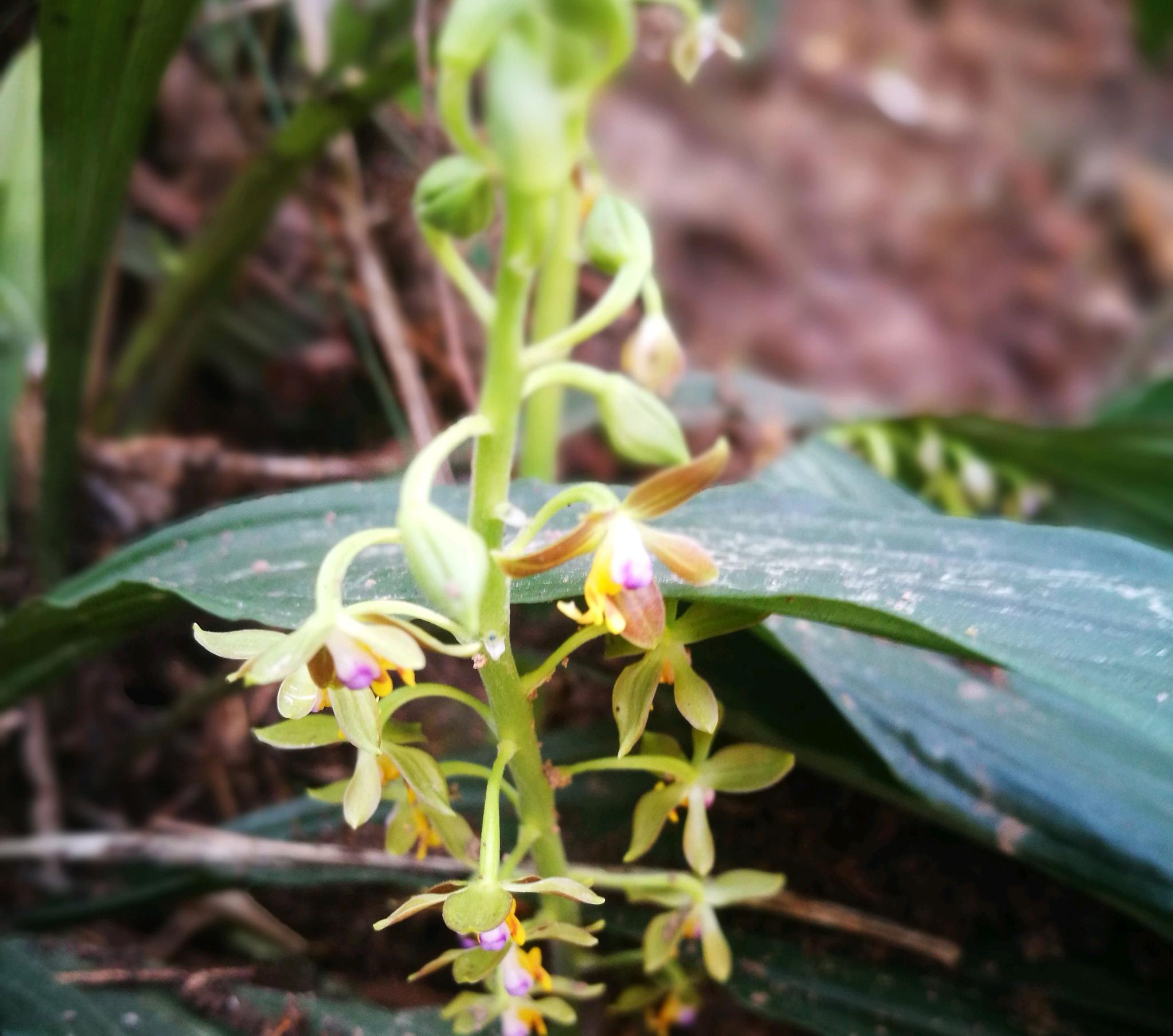 本种是属内具最小花的种类之一 但本种的花无距 唇盘上无褶片