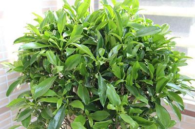 绿植华灰莉木的养护方法