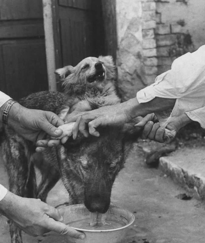 ▼1968年,vladimir成功打造出了一只「双头狗」,两只狗狗整整活了38天