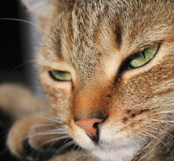 狸花猫野性很大无法和主人产生感情吗