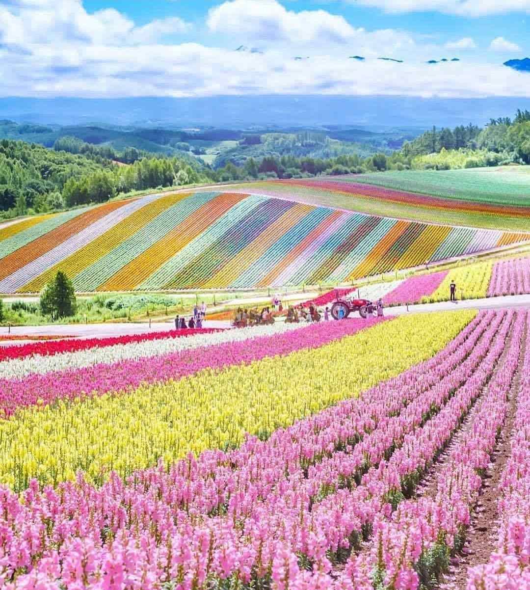 日本景点 世界上最美的七彩色 地毯 北海道旅游绝对不能错过