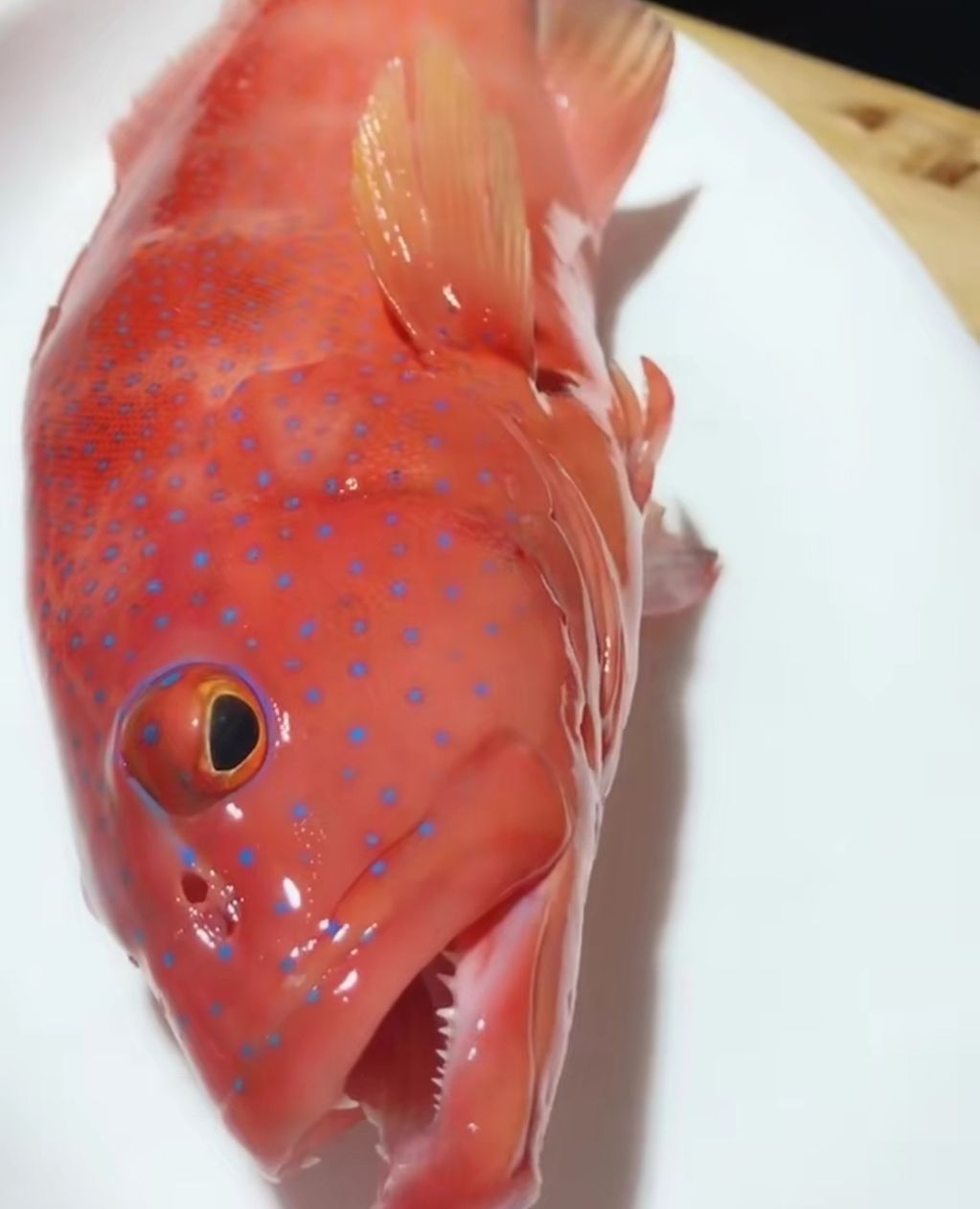 四种漂亮又好吃的海鱼 都适合清蒸 一种越大越便宜 四种漂亮又好吃的海鱼 都适合清蒸 一种越大越便宜