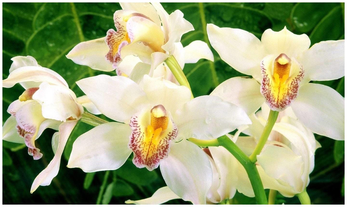 4,十二月四日生日花巴拉巴栗barbados gooseberry花语威武stately 虽