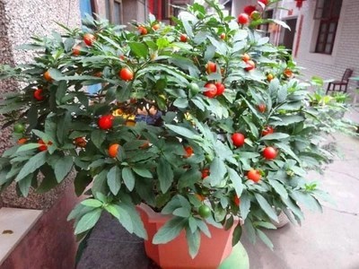 盆栽绿植珊瑚樱的养护方法