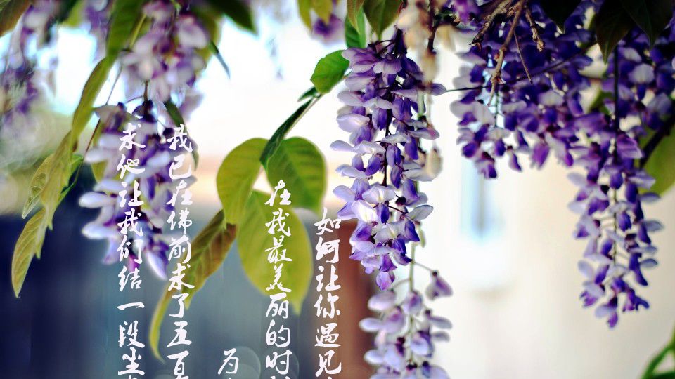 相思树底说相思,思郎恨郎郎不知