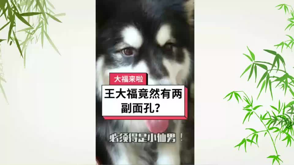 爆笑阿拉斯加王大福还有两副面孔太可爱了吧 爆笑阿拉斯加王大福还有两副面孔太可爱了吧