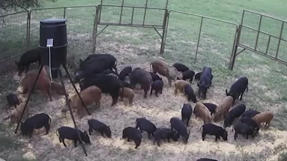 一群野猪误入陷阱吃的正欢大门突然关上猪的反应简直太壮观