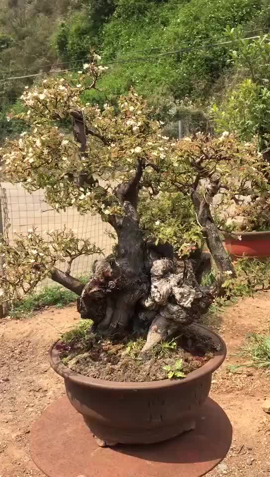 精品小石积下山桩花开正艳