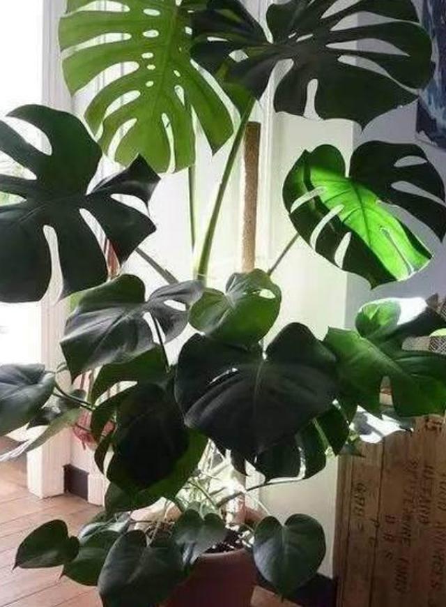 特别耐阴的20种盆栽绿植,室内没阳光就养它,总有一款你会喜欢!