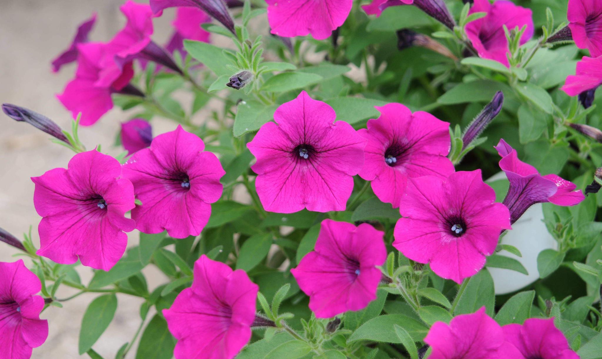 花世界花集牵牛花の花语名誉爱情永固