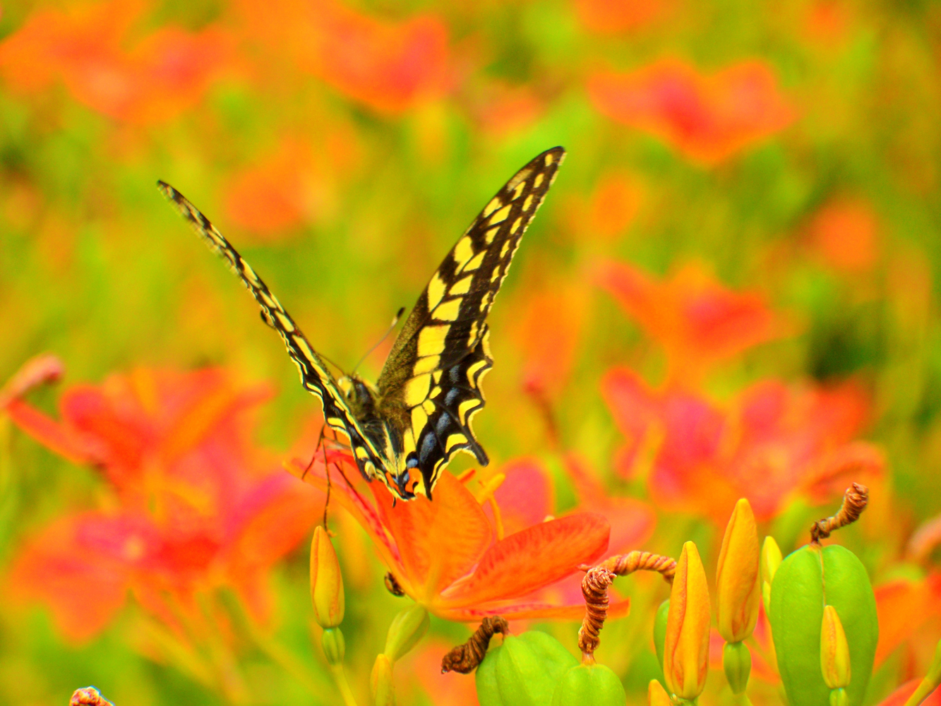 蝴蝶是花的灵魂,飞舞在花间,美丽了花朵,柑橘凤蝶,原创摄影