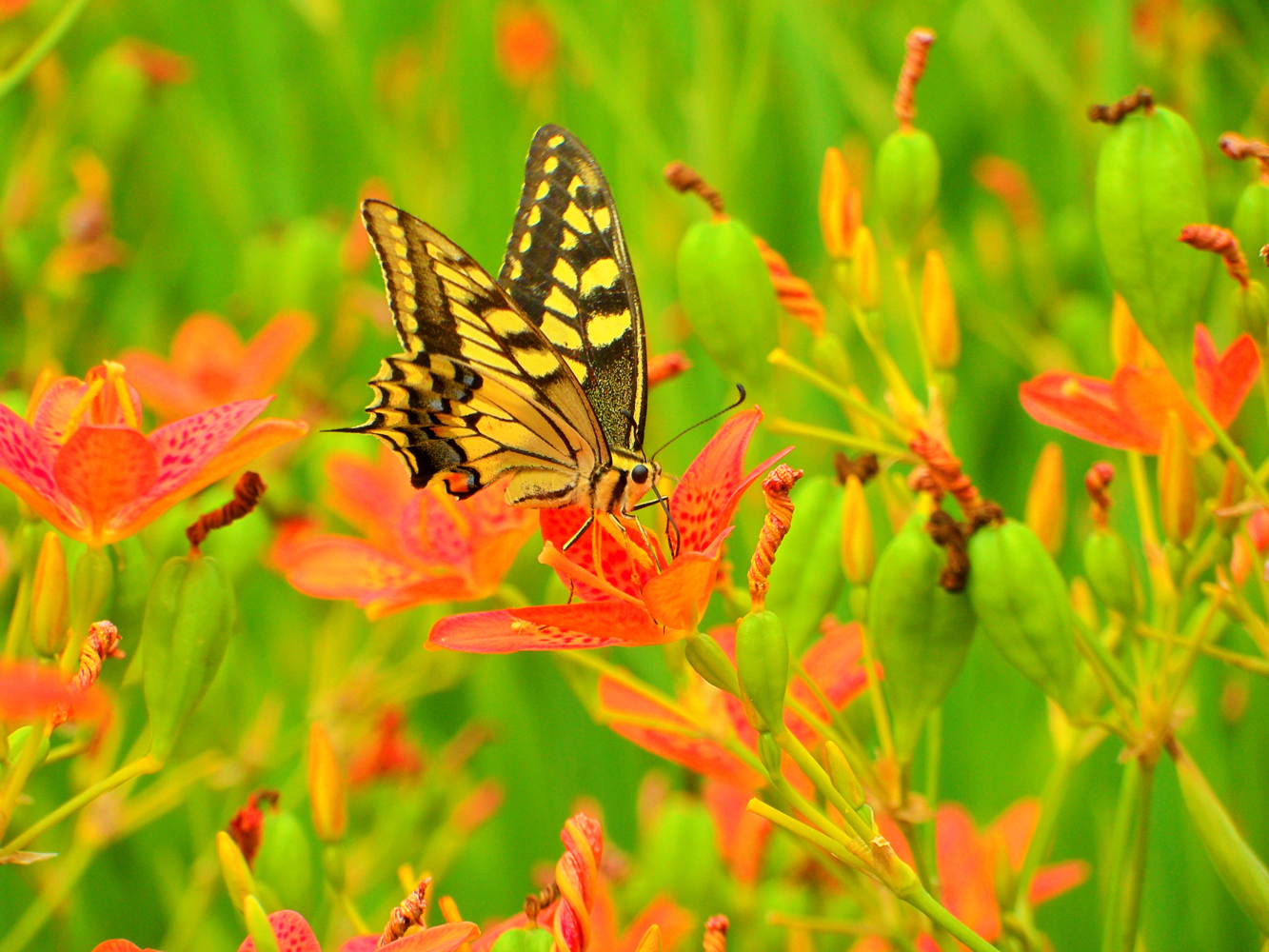 蝴蝶是花的灵魂,飞舞在花间,美丽了花朵,柑橘凤蝶,原创摄影