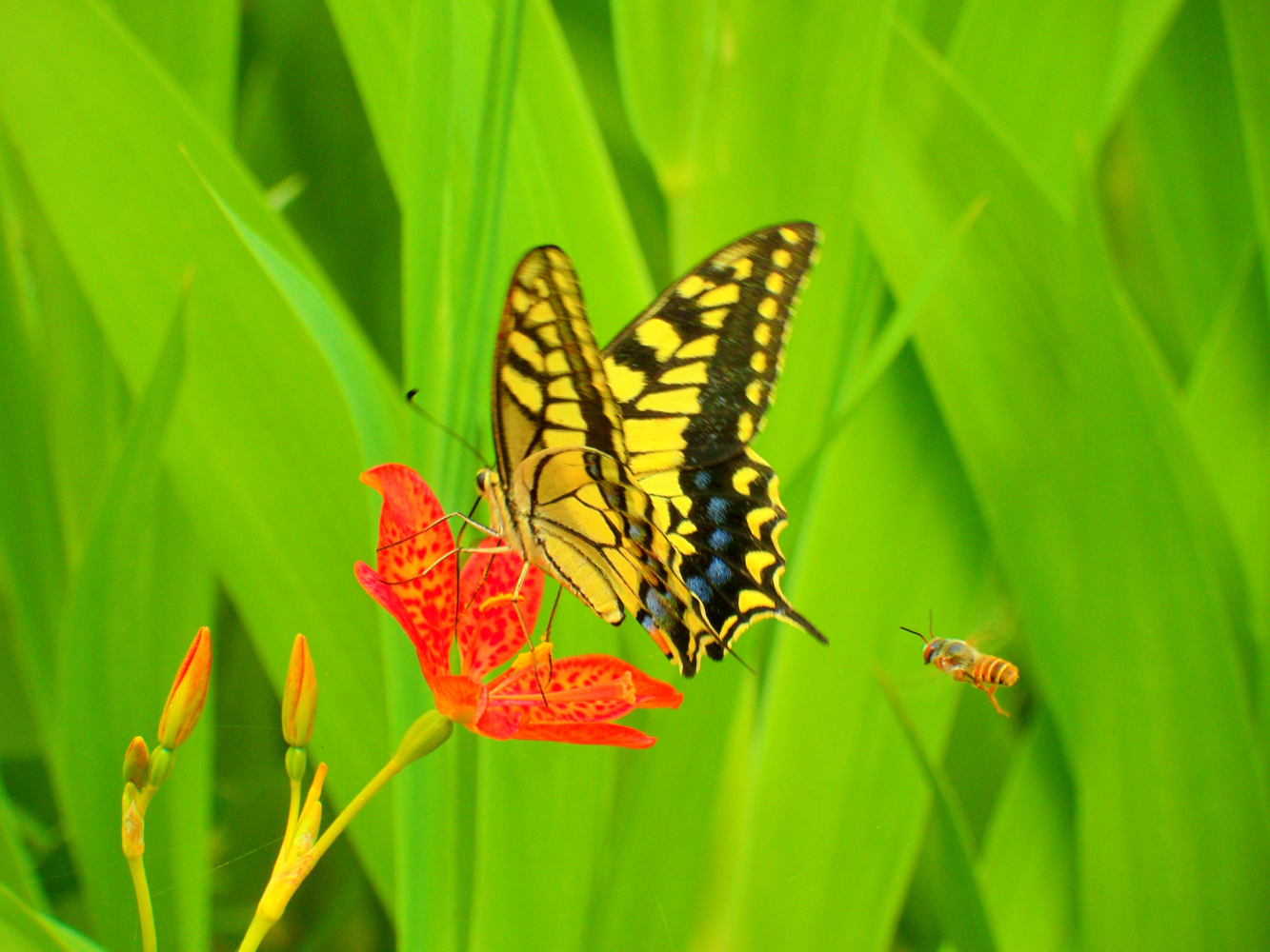 射干花与柑橘凤蝶原创摄影