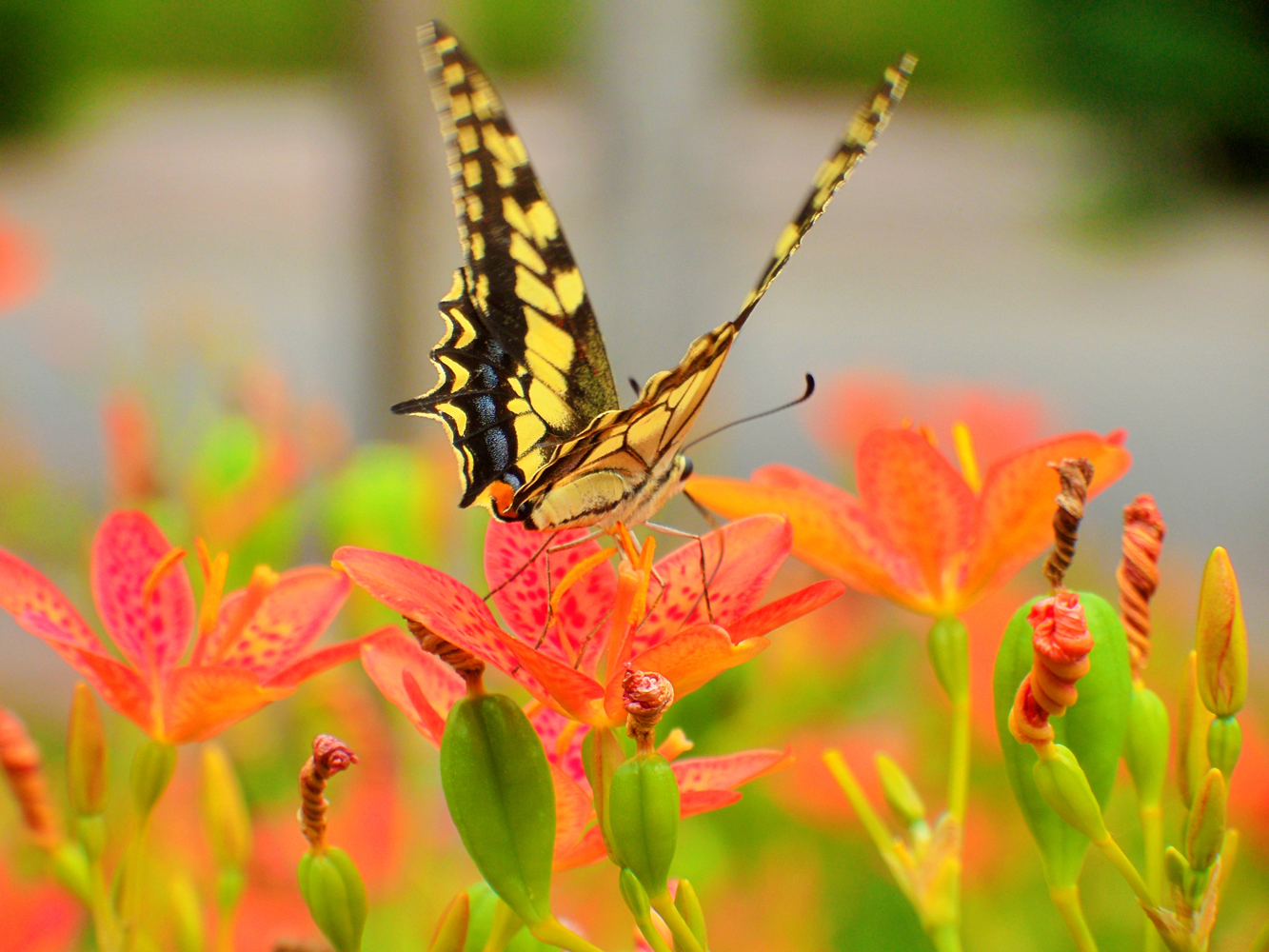 蝴蝶是花的灵魂,飞舞在花间,美丽了花朵,柑橘凤蝶,原创摄影