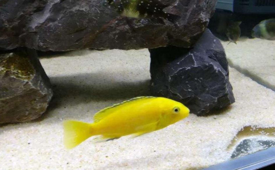 非洲王子鱼好看不好养教你如何把非洲王子鱼养好