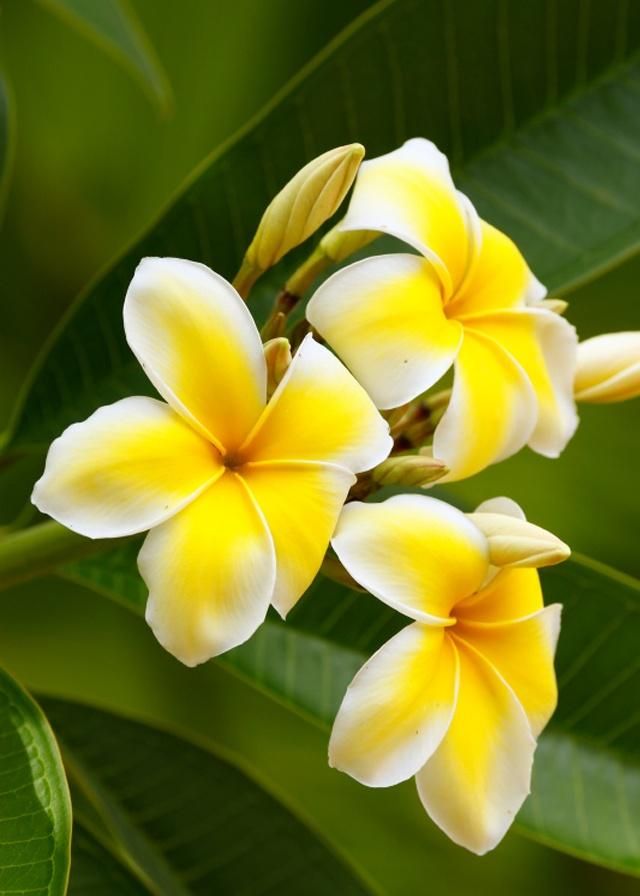 鸡蛋花美丽而不傲慢有着奉献的高尚品质