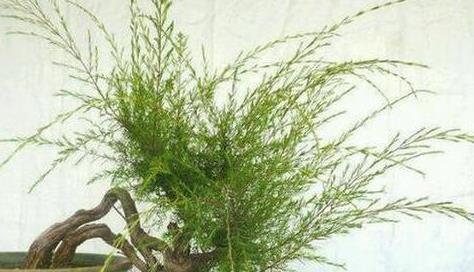 这植物叫“岗松”,以前用来做扫把,扫地很好用,现在越来越少了