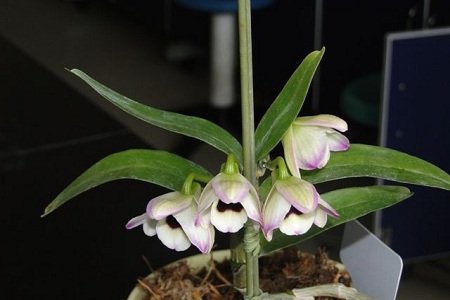 盆栽花卉竹叶兰的养护方法