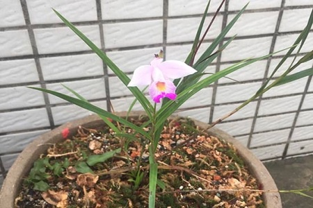 盆栽花卉竹叶兰的养护方法
