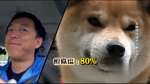 黄渤看到牛头梗都笑抽了这么眼熟的狗确定不是孙红雷派来的