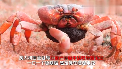 圣诞岛红蟹产卵途中偶遇红蟹宝宝随后竟一口一个红蟹宝宝吃起来