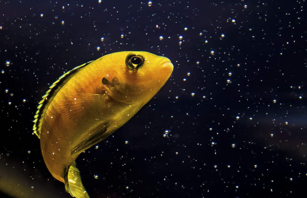 非洲王子鱼好看不好养教你如何把非洲王子鱼养好