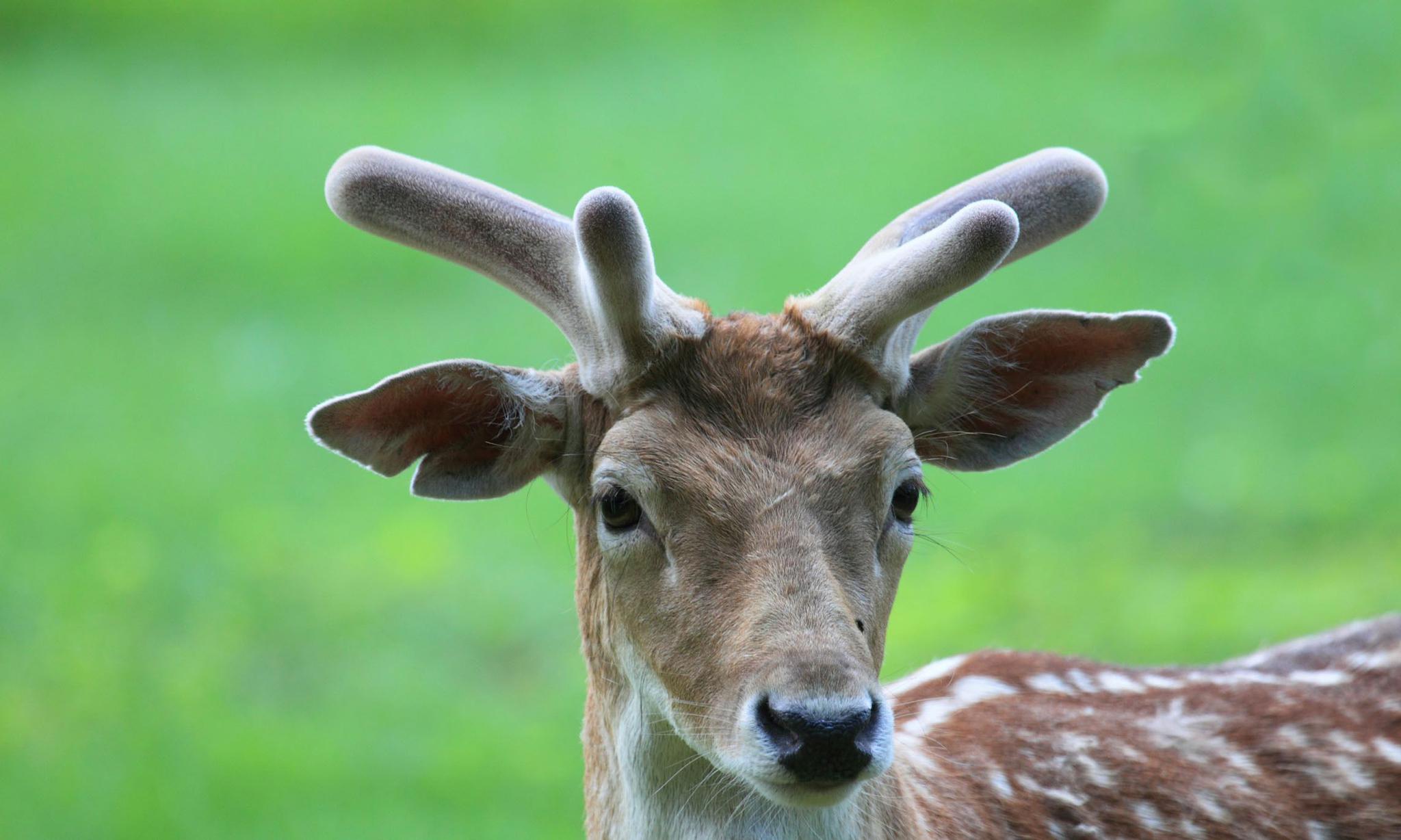 鹿角断了怎么办?不用担心,鹿一生会长出很多次鹿角,起初像鹅绒