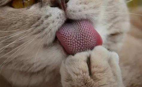 猫舌头上的刺有什么用?
