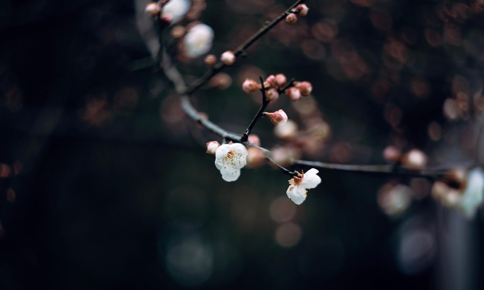 诗情画意梅花高清壁纸宝剑锋从磨砺出梅花香自苦寒来