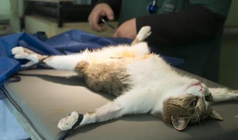 为什么很多网友拍到这样的照片:自己家的猫咪刚刚做完结扎手术,醒来后