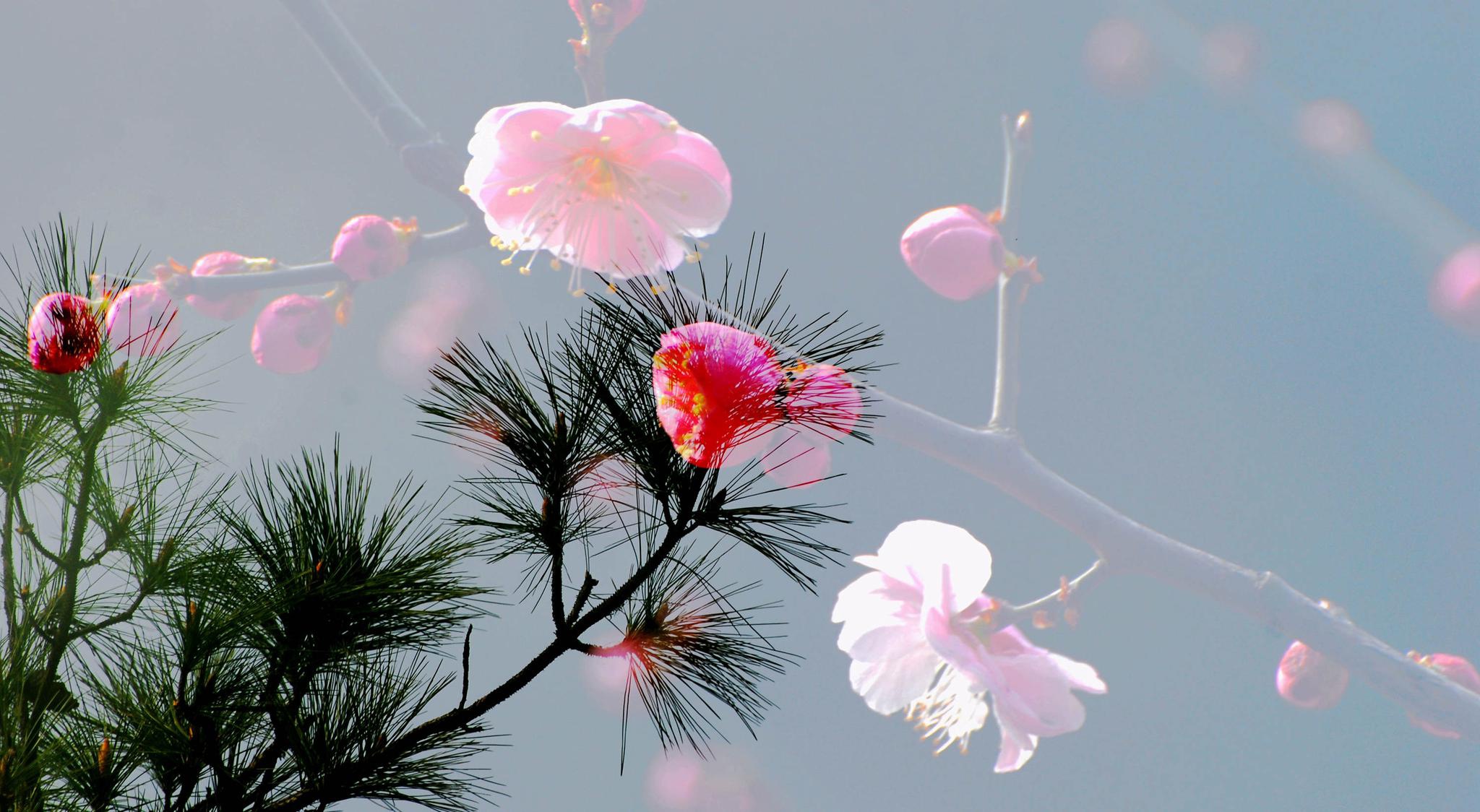 斗山松 竹梅,2013年03月27日拍摄_高清图集_新浪网