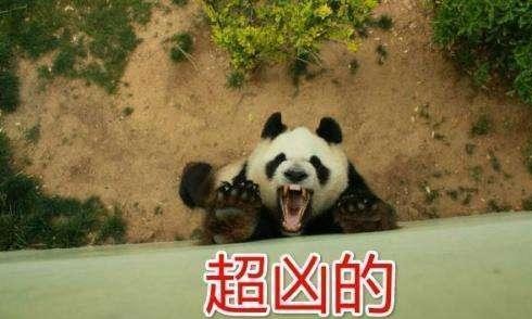 大熊猫靠卖萌为生? 它的战斗力其实不逊于老虎狮子