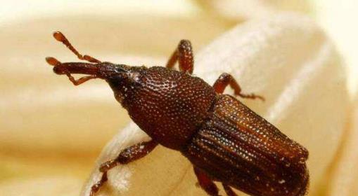 虽然很小,米象的叫法还有很多,比如蛀牛,蛘子,谷牛等,米象不仅会出现