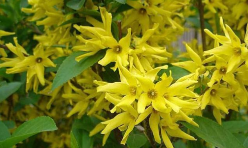 这东西,人称"黄寿丹",路边常见,却很少有人重视,可惜了!