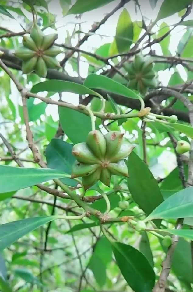 实拍你知道生长在农村的八角树吗这可是被称为是农民