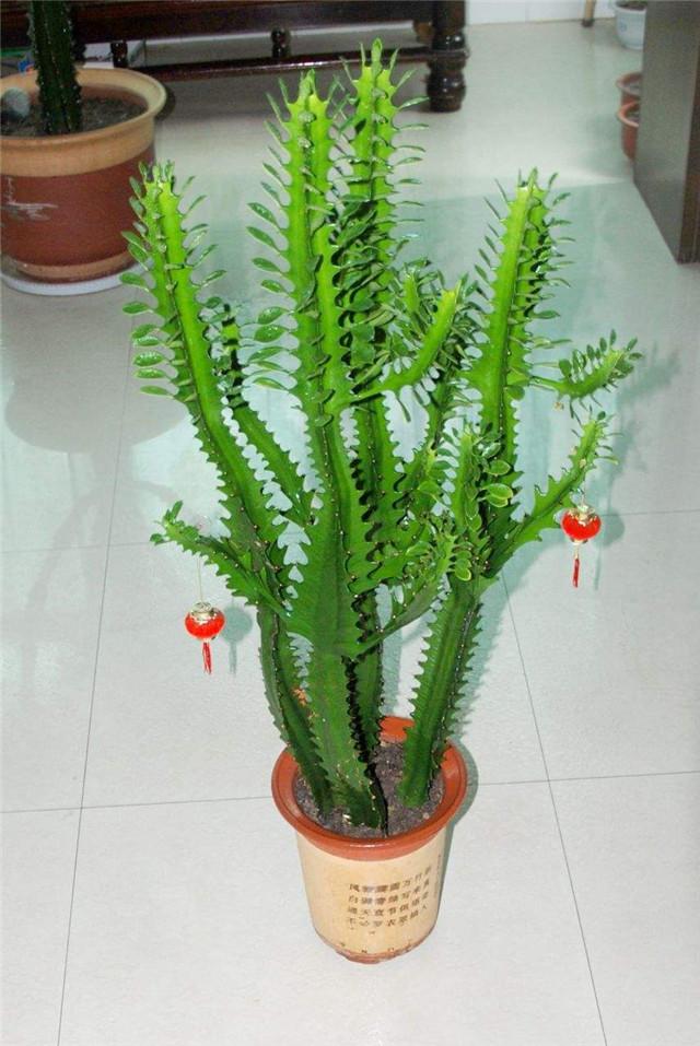 龙骨为多年生攀援植物,龙骨的形态像柱状的仙人掌,高可达2米至3米,茎