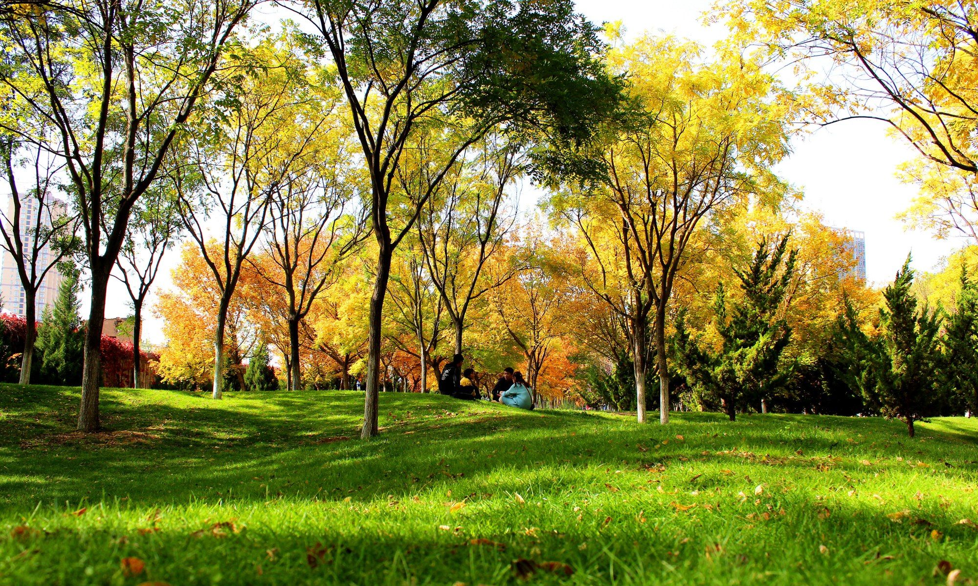 金秋十月,甘肃最美的大学校园景色,醉美兰州理工大学银杏林