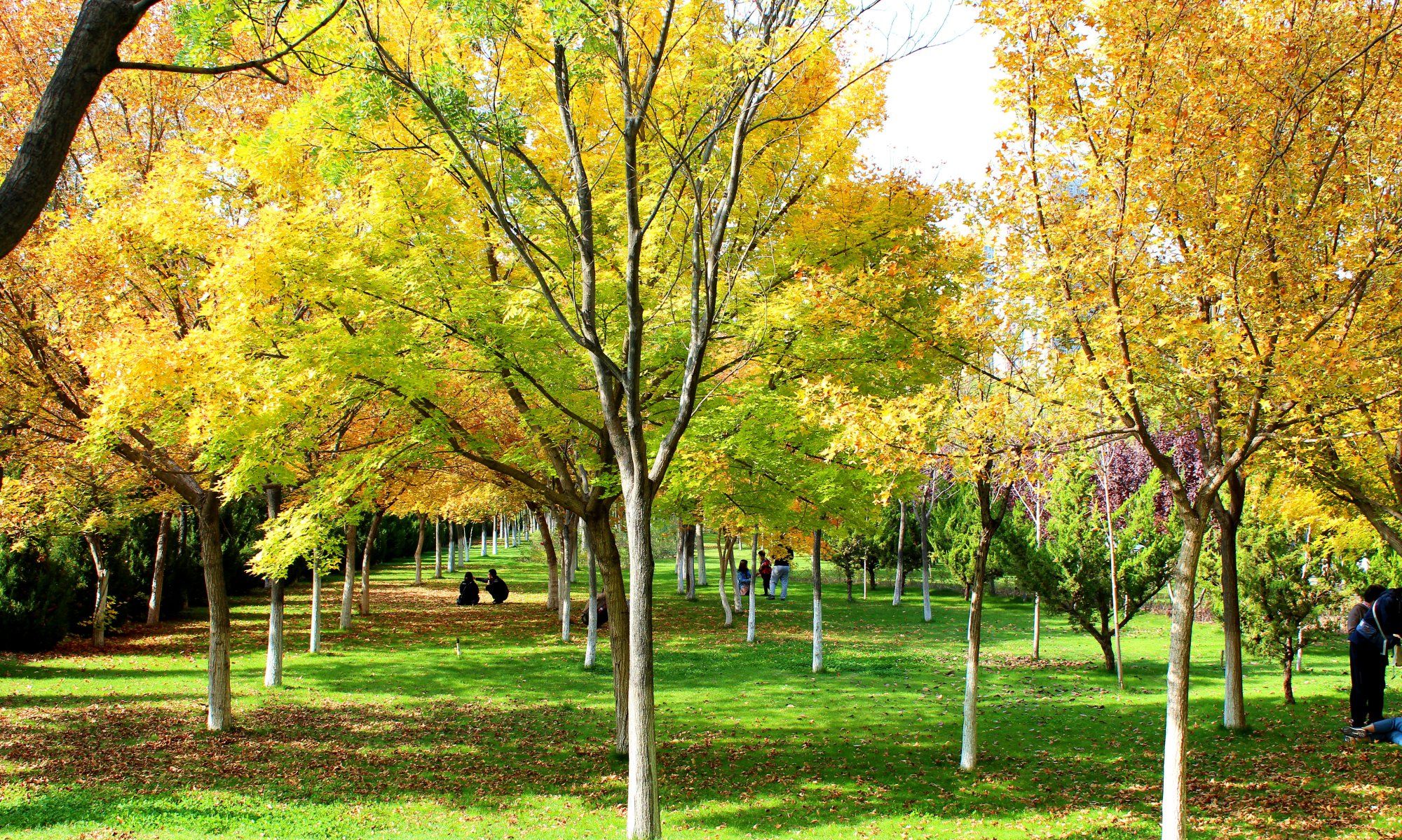 金秋十月,甘肃最美的大学校园景色,醉美兰州理工大学银杏林