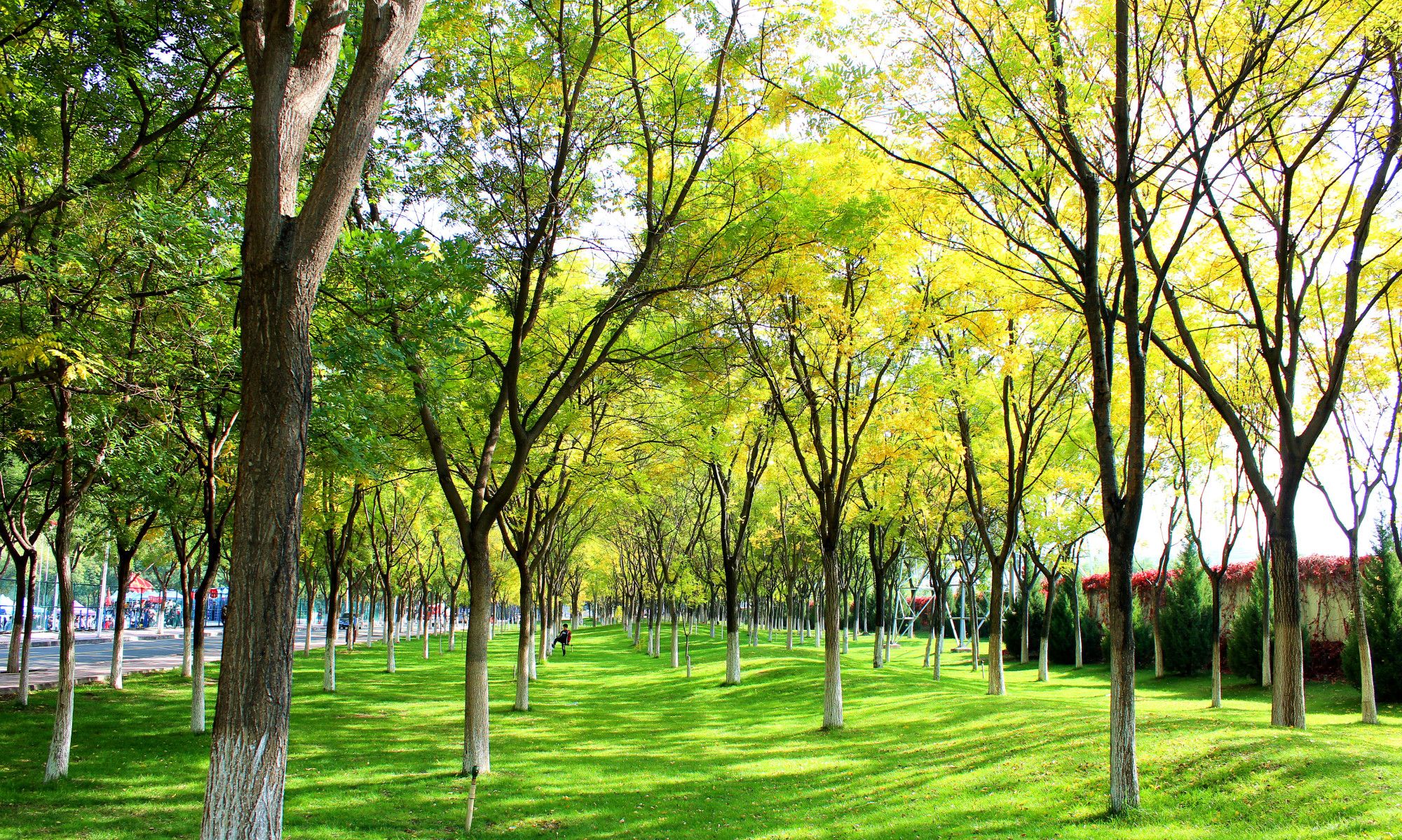 金秋十月,甘肃最美的大学校园景色,醉美兰州理工大学银杏林